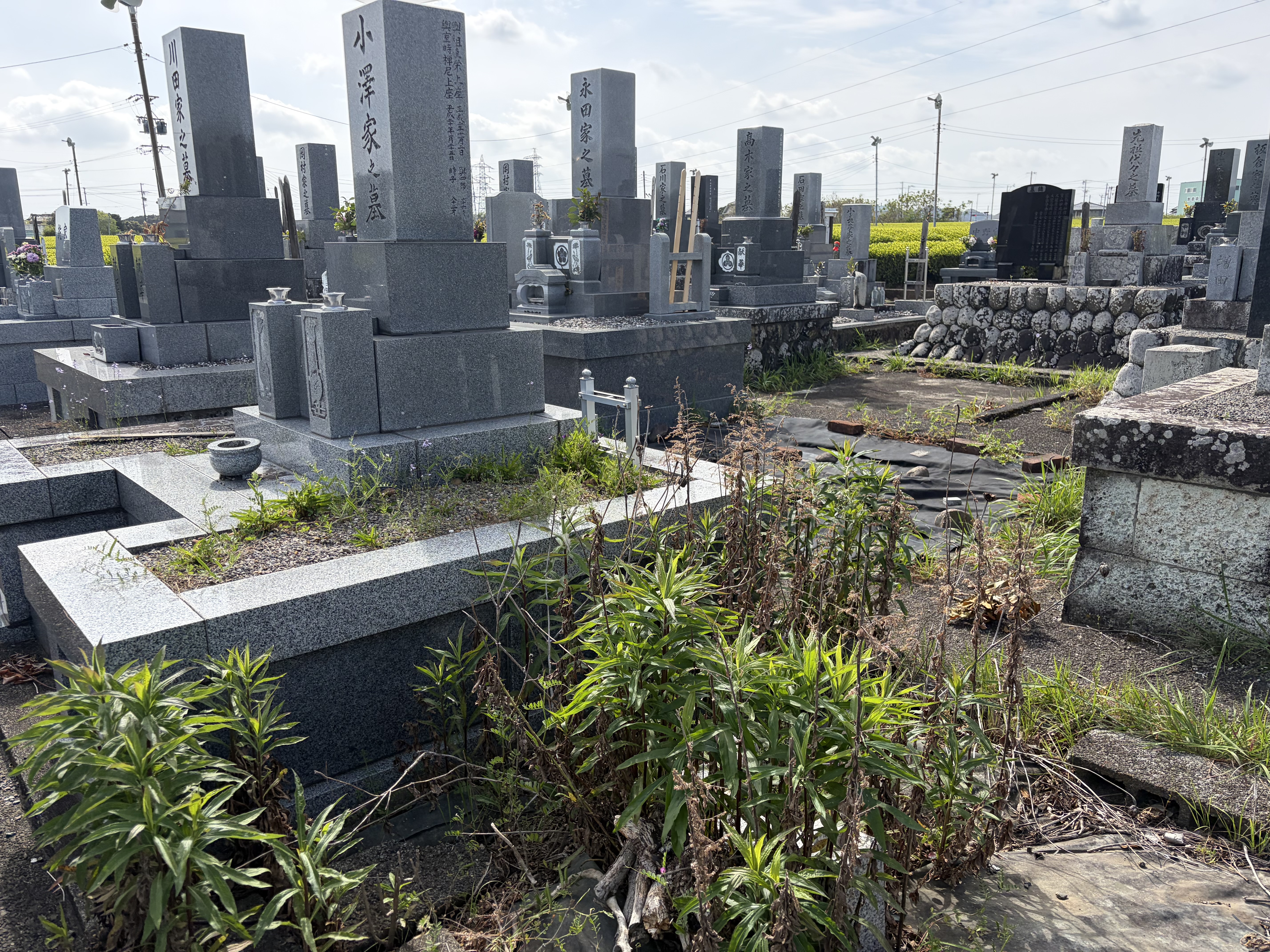 雑草が伸びた作業前のお墓の状態